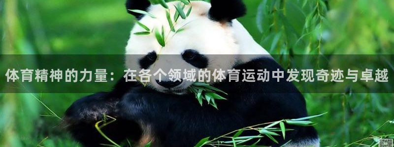 vsport体育：体育精神的力量：在各个领域的体育运动中发现奇迹与卓越